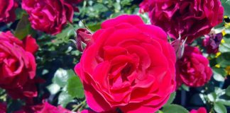 MEĐUNARODNI DAN ŽENA – 8. MART Za potpunu ekonomsku i političku ravnopravnost