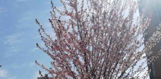 GRADSKA HRONIKA Ustanove kulture, vrtići, nastavljaju sa radom