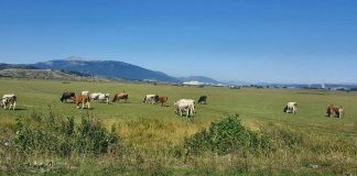 NOVČANA POMOĆ POLJOPRIVREDNICIMA Ko ima pravo na sredstva?