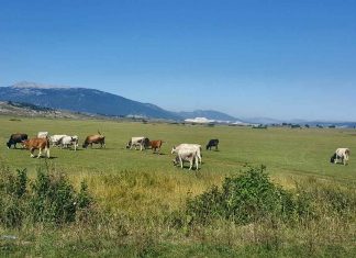 NOVČANA POMOĆ POLJOPRIVREDNICIMA Ko ima pravo na sredstva?