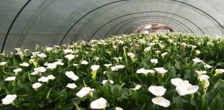 SEVOJNIČKE KALE RUŽE ĐOKIĆ Ne možeš se obogatiti, ali možeš lepo zaraditi