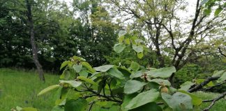 I DALJE OBLAČNO, POVREMENO KIŠA Od nedelje suvo i toplije