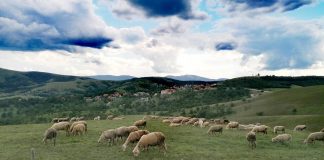 FOND ZA PODSTICAJ POLJOPRIVREDNE PROIZVODNJE Osnovan u Čajetini