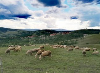 FOND ZA PODSTICAJ POLJOPRIVREDNE PROIZVODNJE Osnovan u Čajetini