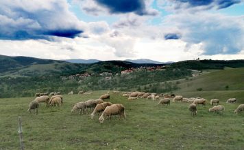 KUĆE U SELIMA Za mlade bračne parove