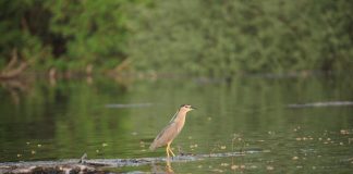 DIVLJI DUNAV U FOKUSU TURISTA