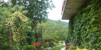 NAJLEPŠE GRADSKO DVORIŠTE Ima Užičanka Dragica Delić