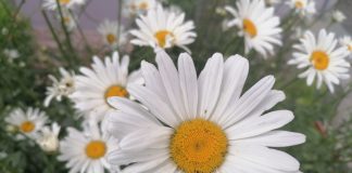 SRPSKA PRAVOSLAVNA CRKVA I VERNICI SLAVE PETROVDAN