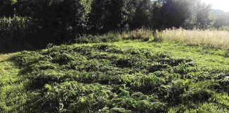 DROGA U ŠKOLAMA Radoznalost i neinformisanost mogu biti kobne