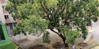 ALEKSIĆA MOST Najmlađi u akciji uređenja dvorišta