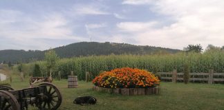 MIHOLJDAN Krsna slava pojedinih porodica