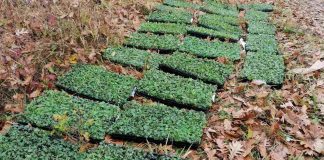 OHRABRUJUĆE PRIČE Dedovina za plantaže divljeg origana