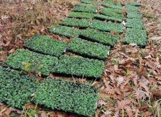 OHRABRUJUĆE PRIČE Dedovina za plantaže divljeg origana
