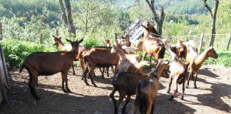 POLJOPRIVREDA Ulaganja iz godine u godinu veća