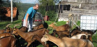 OHRABRUJUĆE PRIČE Milići proizvode organski kozji sir i kajmak u Biosci