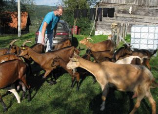 OHRABRUJUĆE PRIČE Milići proizvode organski kozji sir i kajmak u Biosci