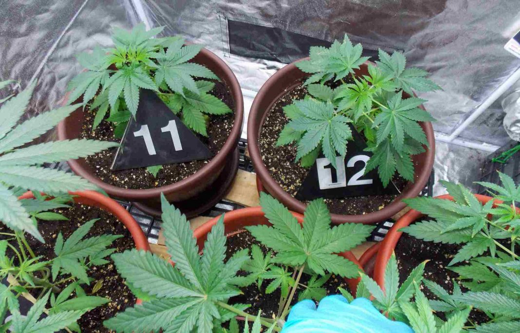 Policija_pronasla_improvizovanu_laboratoriju_sa_saksijama kanabisa_Foto_MUP