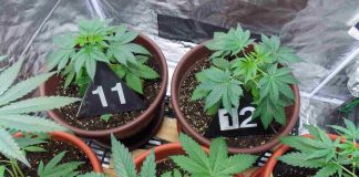 UHAPŠEN BEOGRAĐANIN Zbog proizvodnje i stavljanja u promet opojnih droga