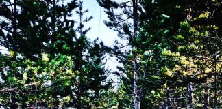 I NAREDNIH DANA OBLAČNO I SVEŽIJE