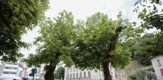 SEČA DVA STABLA NA CVETNOM TRGU Zbog novog kružnog toka