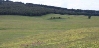DIVČIBARE ILI ZLATIBOR Koja planina je bolja opcija za odmor?