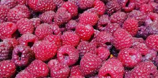 U MALINARSTVU NIKADA DVA DOBRA ZAJEDNO Cena neočekivano skočila, prinos duplo smanjen