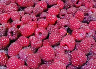 U MALINARSTVU NIKADA DVA DOBRA ZAJEDNO Cena neočekivano skočila, prinos duplo smanjen