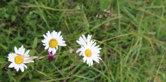 PETROVDAN Jedan od najvećih hrišćanskih praznika