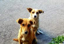 Vlasnici pasa danas posvećuju više pažnje ishrani ljubimca?