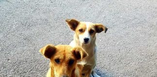 SSP UŽICE Raskid ugovora sa azilom u Požegi