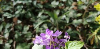 PROLEĆE STIŽE A i lepo vreme