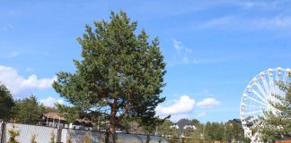 PLANINA ZLATIBOR Vodeći turistički lokalitet