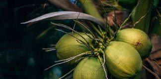 KOKOSOVO ULJE Sastojak za kuvanje i lepotu