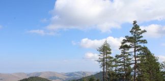 TURISTIČKI CVET Dodeljen Turističkoj organizaciji “Zlatibor”