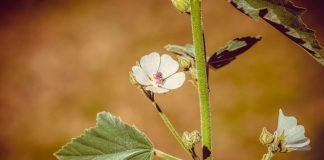 LEKOVI IZ PRIRODE Blagotvorna svojstva belog sleza