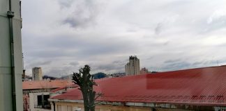 OREZIVANJE DRVOREDA „Ne treba im dušu uzeti!“