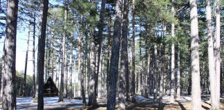 MILOŠ SAVČIĆ Od prve strugare na Tari do najbogatijeg Srbina