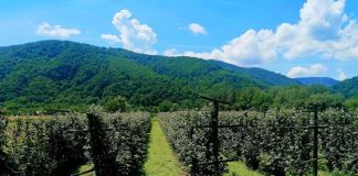 POLJOPRIVREDA Subvencija za podsticaj 34 miliona dinara