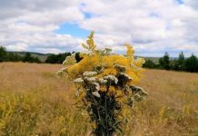 NAJVEĆI MITOVI O ZDRAVLJU Šta je istina, a šta nije?