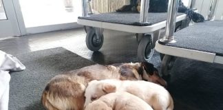 Kako pomoći NAPUŠTENIM I UGROŽENIM ŽIVOTINJAMA?