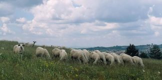 BUDŽET ZA POLJOPRIVREDU U Užicu ove godine 60 miliona