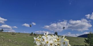 FESTIVAL DECA MEĐU NARCISIMA Na Zlatiboru i u Čajetini