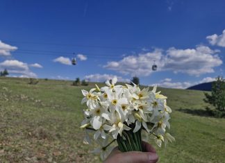 Tradicionalna manifestacija „DECA MEĐU NARCISIMA“