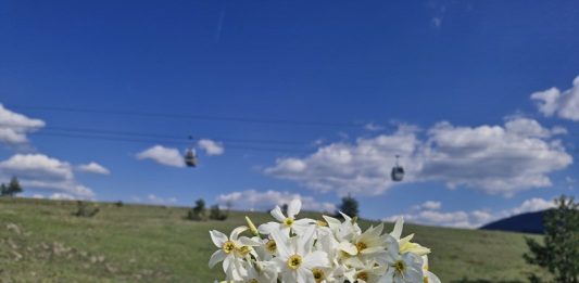 Tradicionalna manifestacija „DECA MEĐU NARCISIMA“