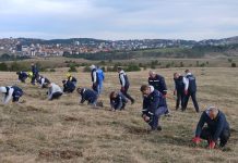 U AKCIJI POŠUMLJAVANJA Zasađeno dve hiljade sadnica bora