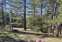 Milan Stamatović upozorava: U toku je pljačka trećine Zlatibora