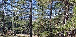 Milan Stamatović upozorava: U toku je pljačka trećine Zlatibora