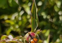 NAŠA SNAGA NAŠA PLANETA Međunarodni Dan Planete Zemlje