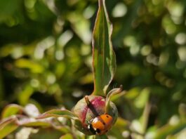 NAŠA SNAGA NAŠA PLANETA Međunarodni Dan Planete Zemlje