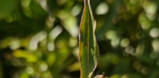 NAŠA SNAGA NAŠA PLANETA Međunarodni Dan Planete Zemlje